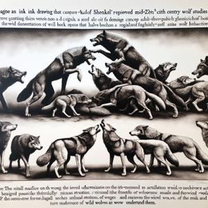 Understanding the Alpha Wolf Concept and Its Misinterpretations